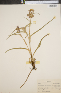 Tradescantia occidentalis image